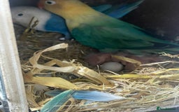 Lovebirds birds for sale: Breeding pair  - Advert 3