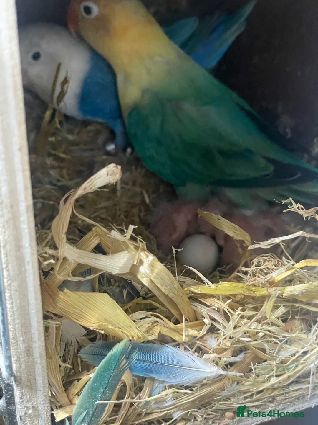 Lovebirds birds for sale: Breeding pair  - Advert 3