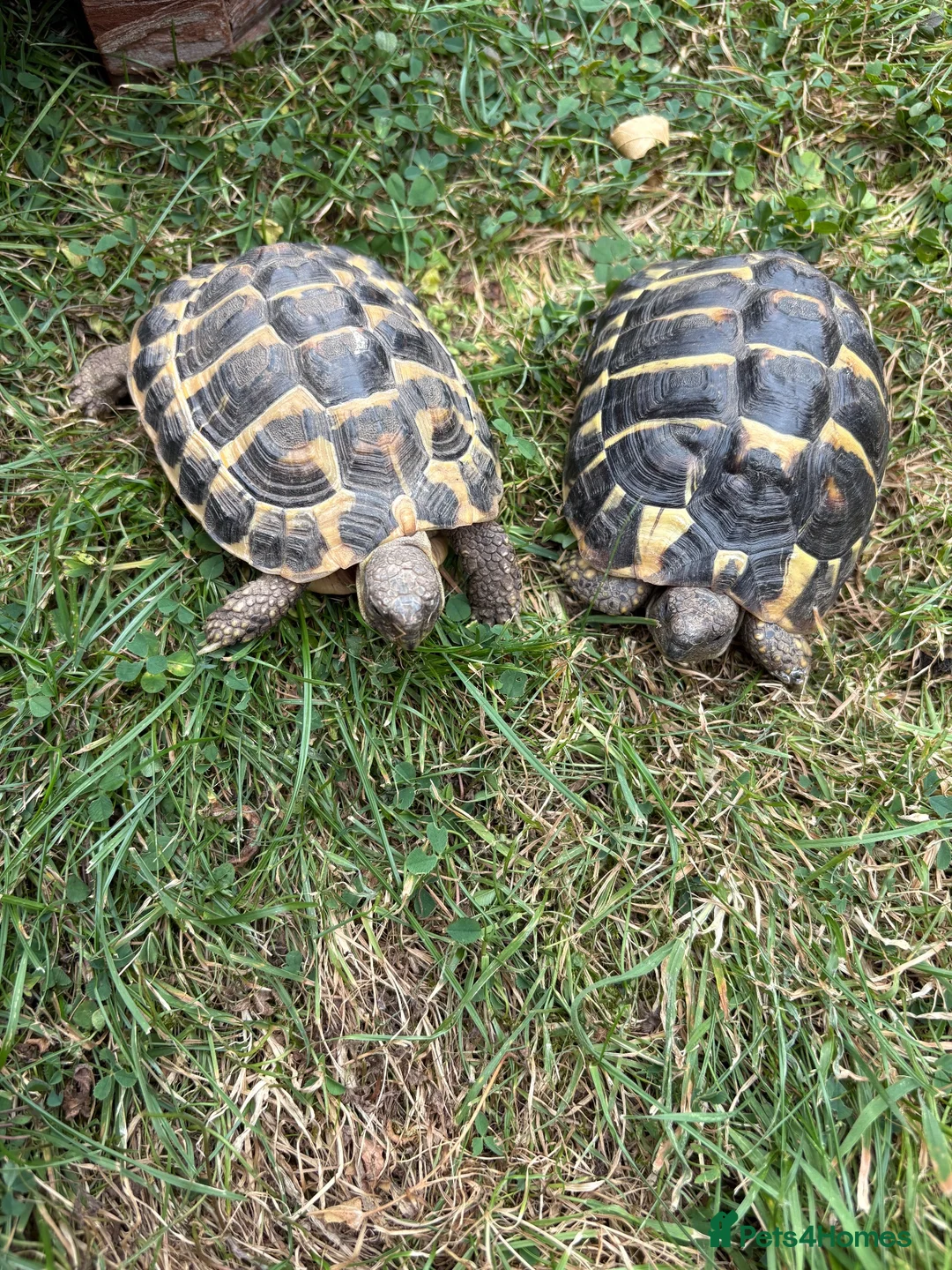 Tortoise reptiles for sale: 2 Female Tortoise - Advert 2