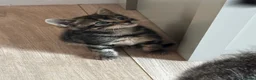 Mixed Breed cats for sale: 2 x beautiful male kittens - Advert 2