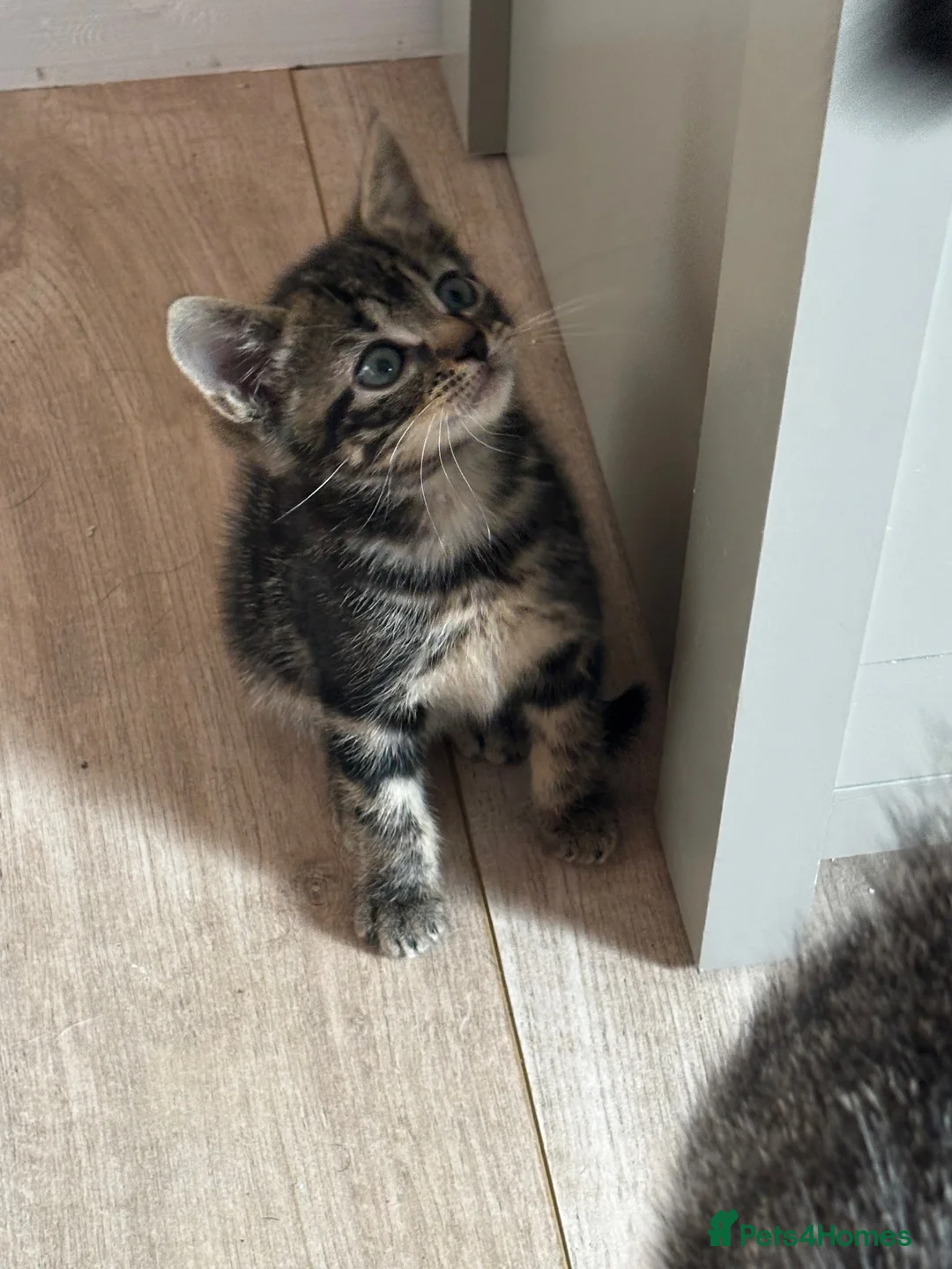 Mixed Breed cats for sale: 2 x beautiful male kittens - Advert 2