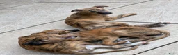 Mixed Breed dogs for sale: Whippet puppies for sale  in Swindon - Advert 19