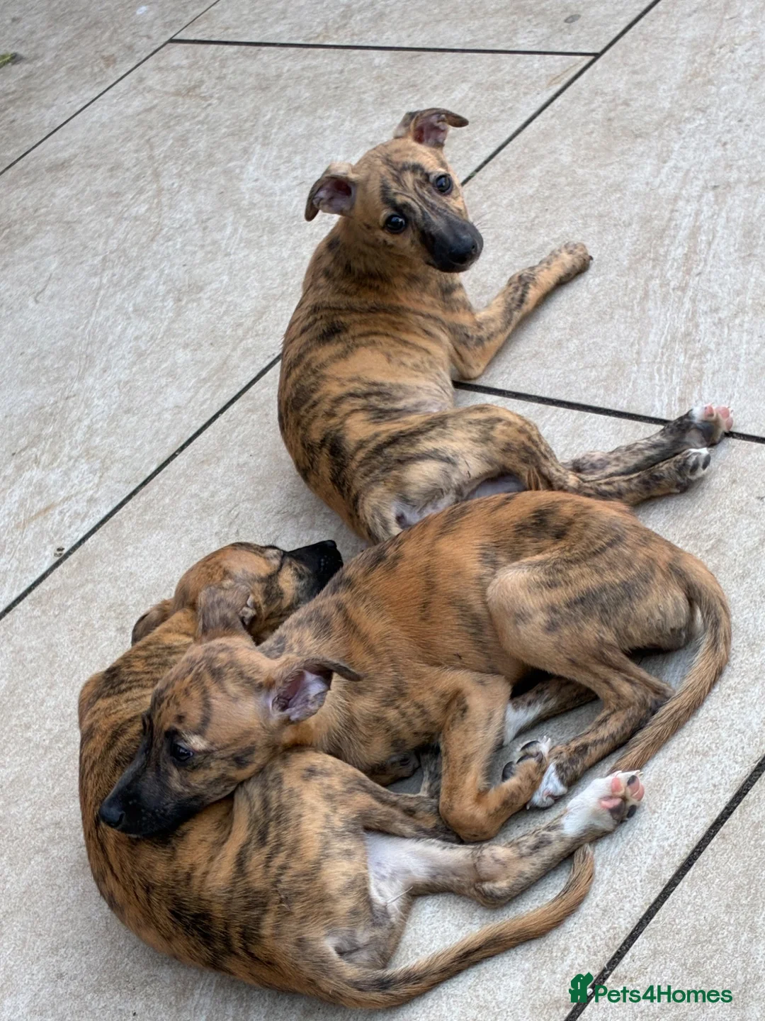 Mixed Breed dogs for sale: Whippet puppies for sale  in Swindon - Advert 19