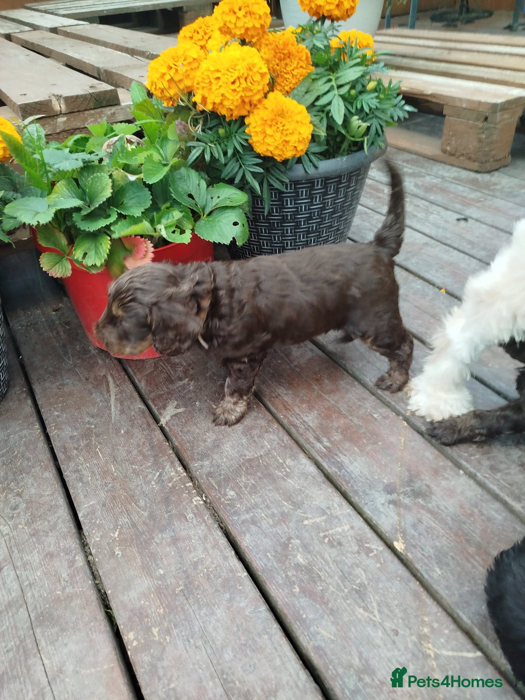 Cockapoo dogs for sale: Stunning cockapoo puppies  - Image 18