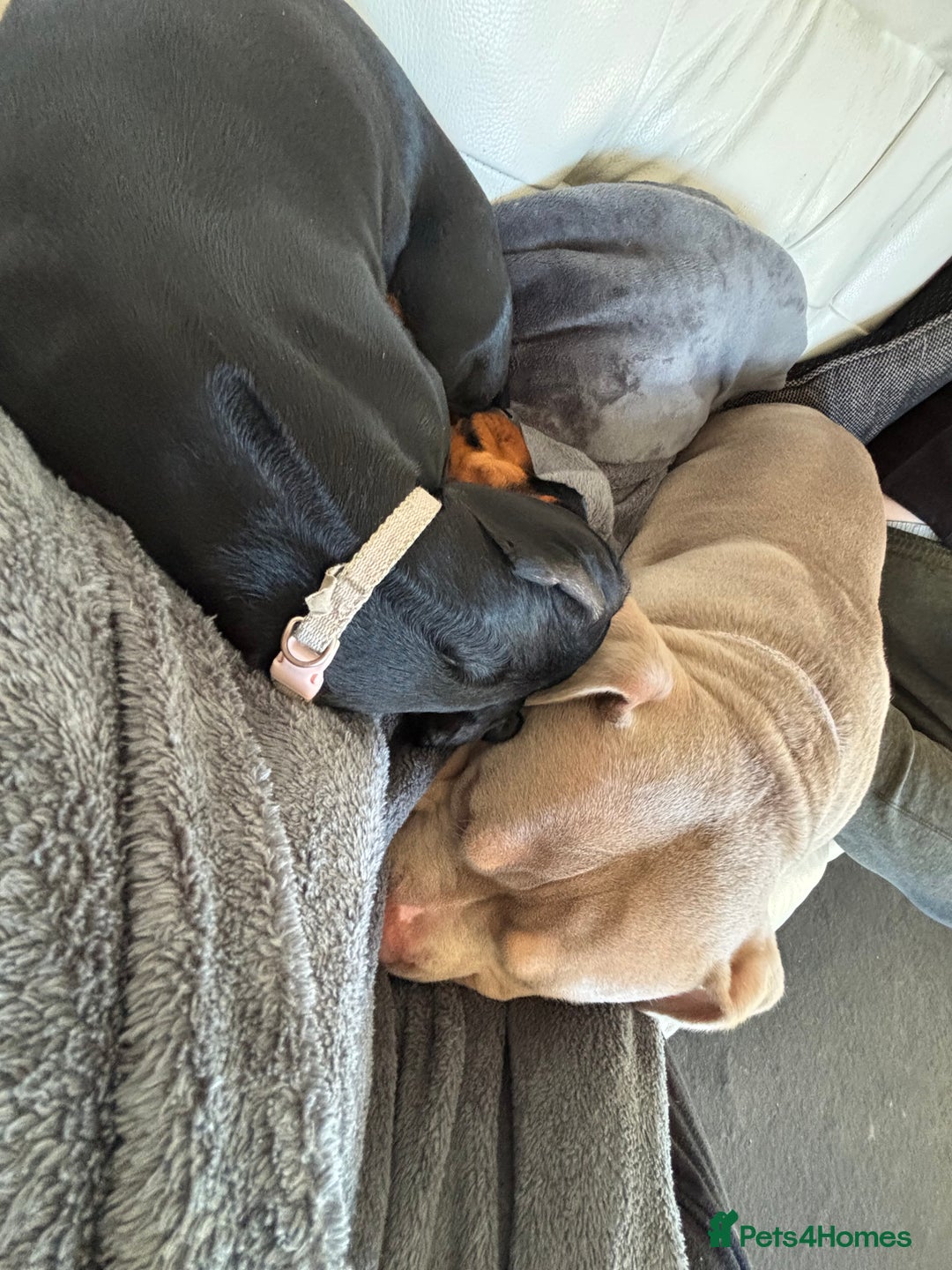 American Bully dogs for sale: Female micro bully - Advert 7