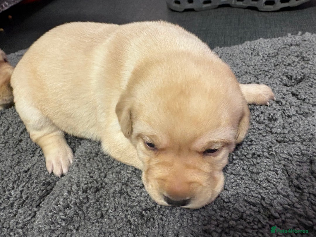Labrador Retriever dogs for sale: Beautiful lab puppies looking forever homes ❤️ - Advert 6
