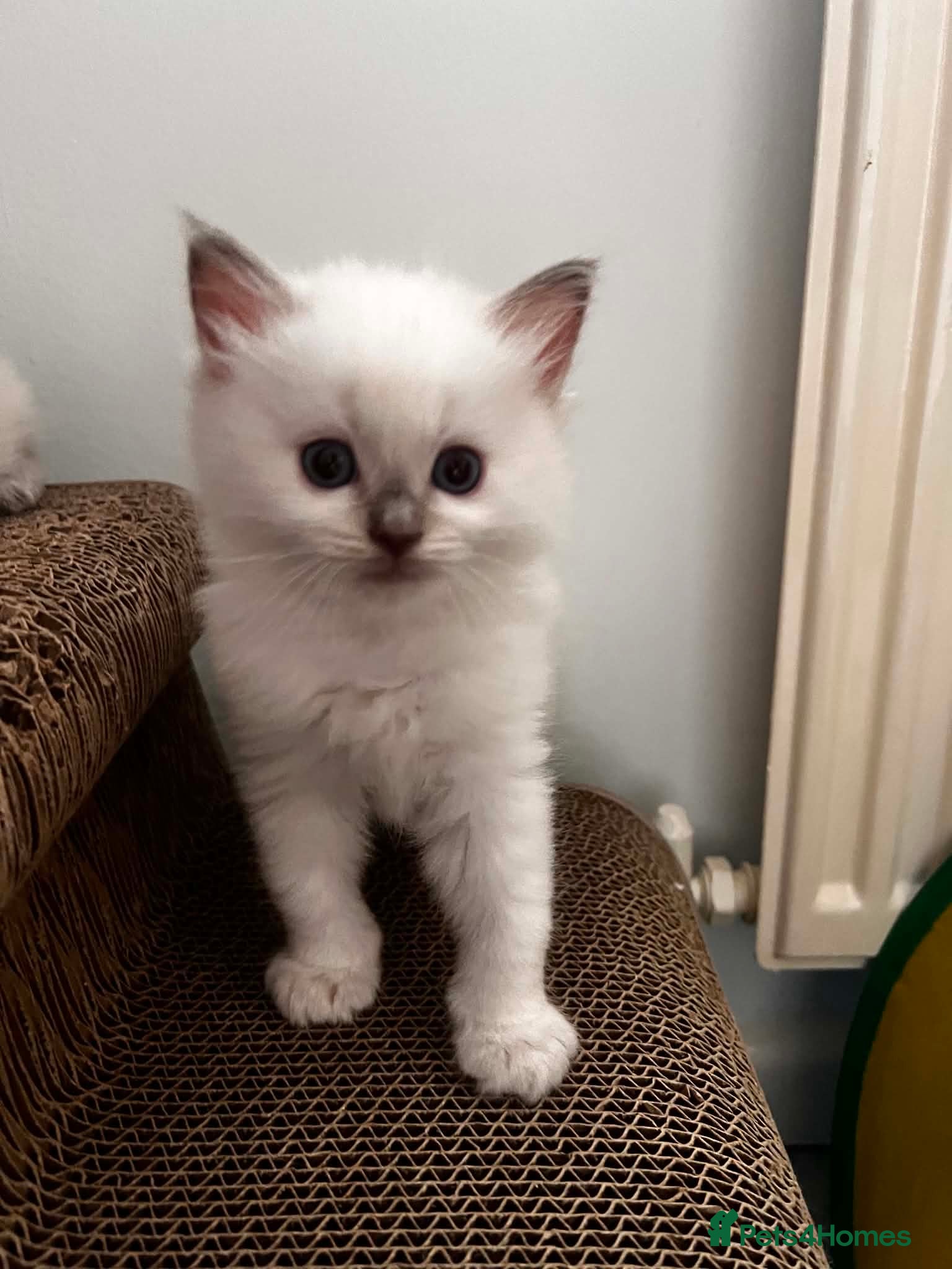 Ragdoll cats Tica registered Ragdoll kittens, lilac and blue - Advert 9