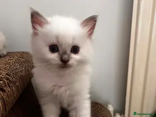 Ragdoll cats Tica registered Ragdoll kittens, lilac and blue - Advert 9