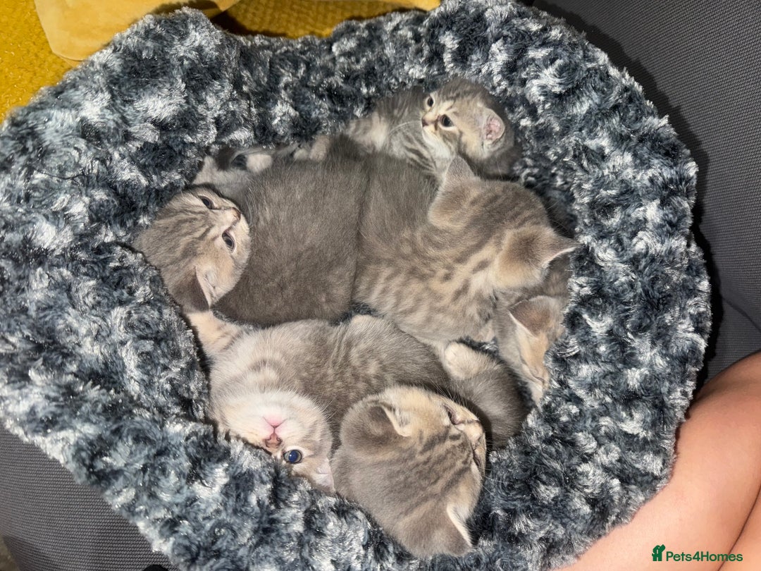Scottish Fold cats for sale: Beautiful Scottish straight cross British shorts😍 - Image 2