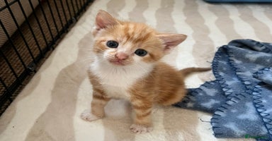 Highlander cats - Advert 6