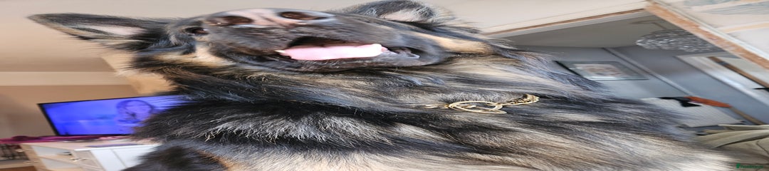 German Shepherd male
