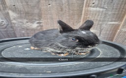Lionhead rabbits for sale: Baby Lionhead rabbits 8 weeks old - Image 9