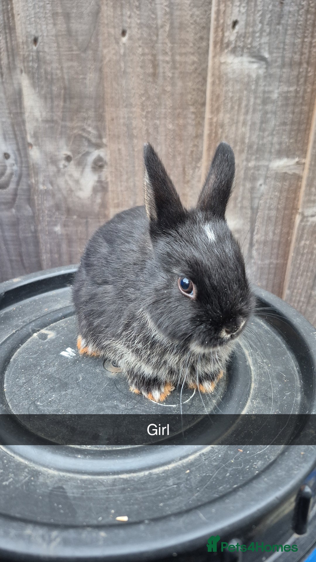 Lionhead rabbits for sale: Baby Lionhead rabbits 8 weeks old - Image 9