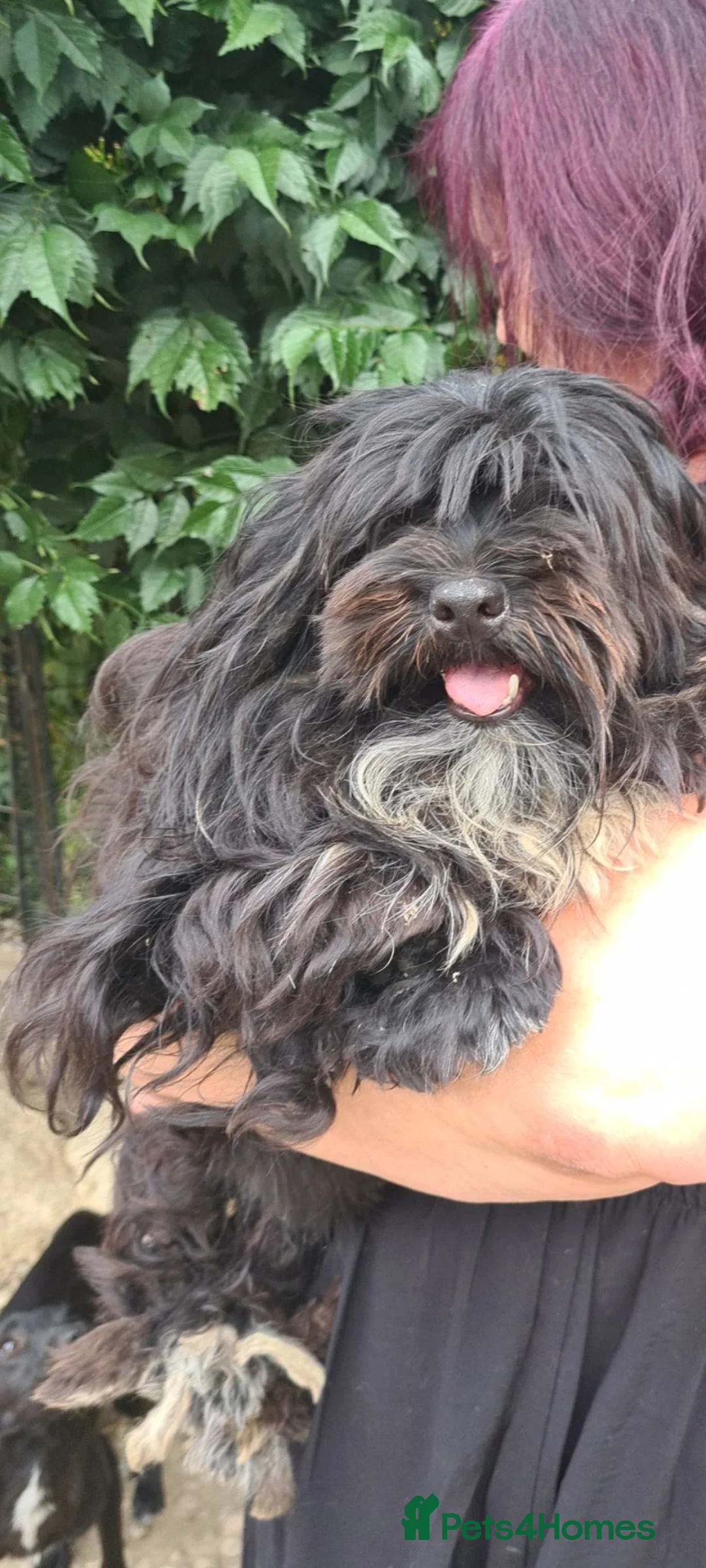 Shih Tzu dogs for adoption: Mrs Mop 6kg - Advert 3