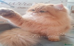 British Longhair cats for sale: Last Cinnamon Golden Shaded British Longhair male  - Image 5