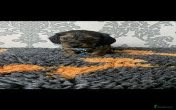 Miniature Dachshund dogs for sale: Kc miniature dachshund  - Image 14