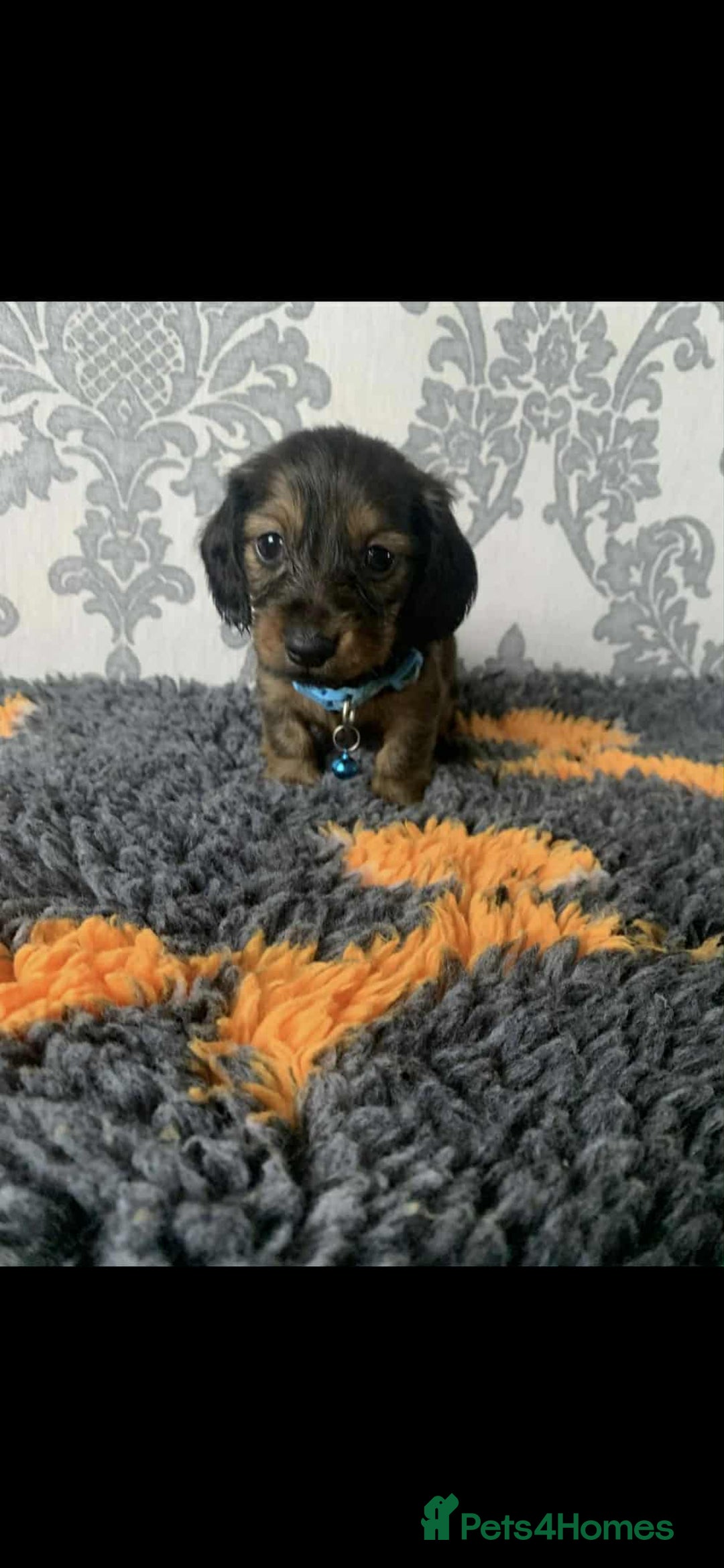 Miniature Dachshund dogs for sale: Kc miniature dachshund  - Image 14