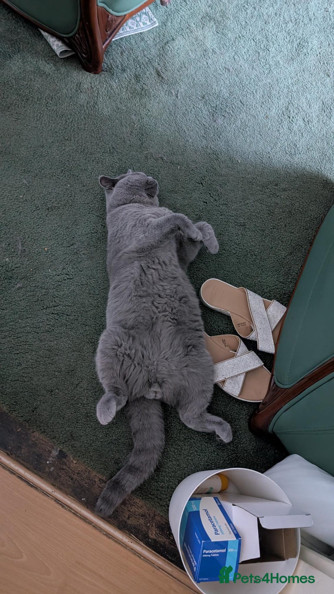 British Shorthair cats for sale: Beautiful British Blue Shorthair Male – 1 Yr Old - Advert 17