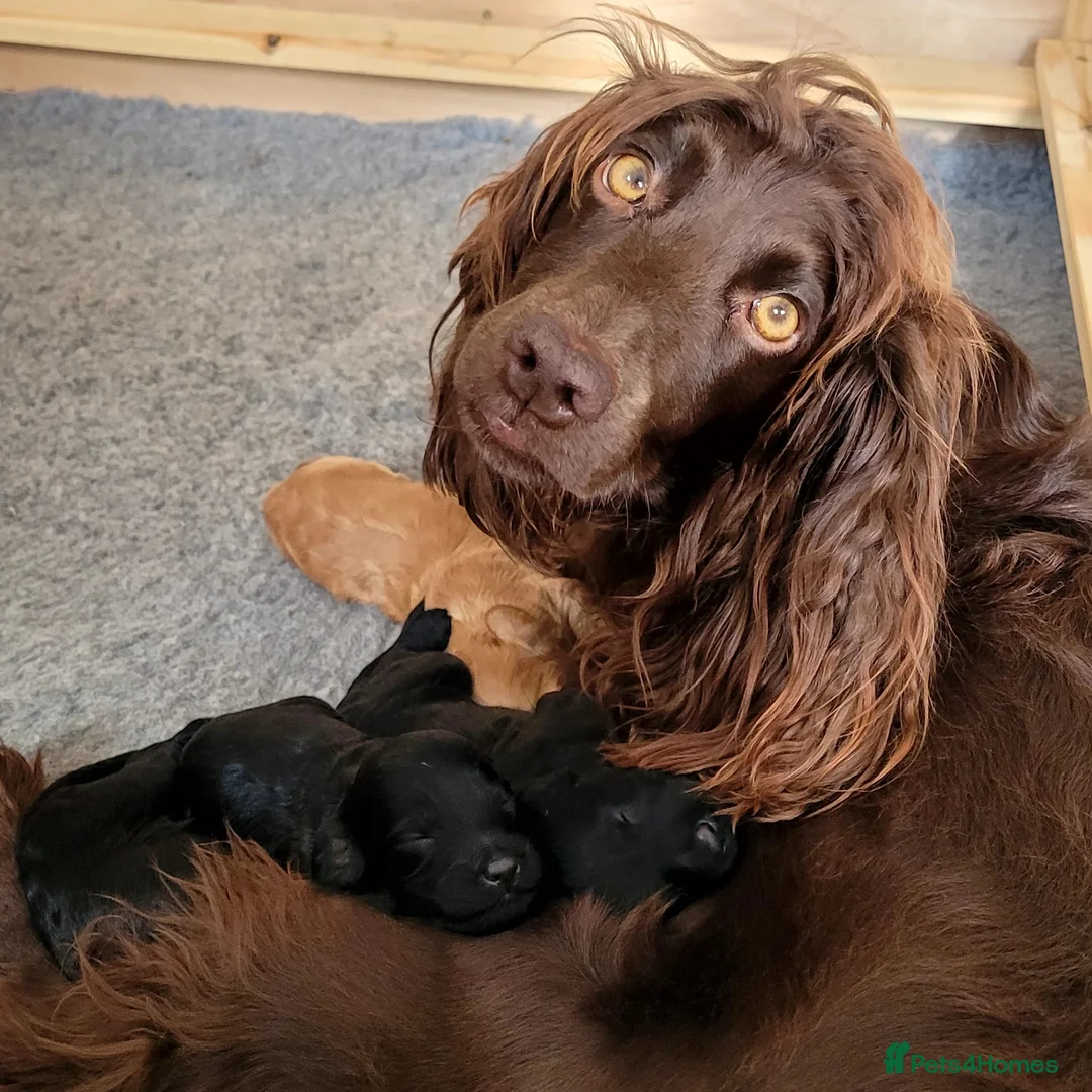 Cockapoo dogs for sale: F1 Cockapoo puppies in Kilmarnock - Advert 5