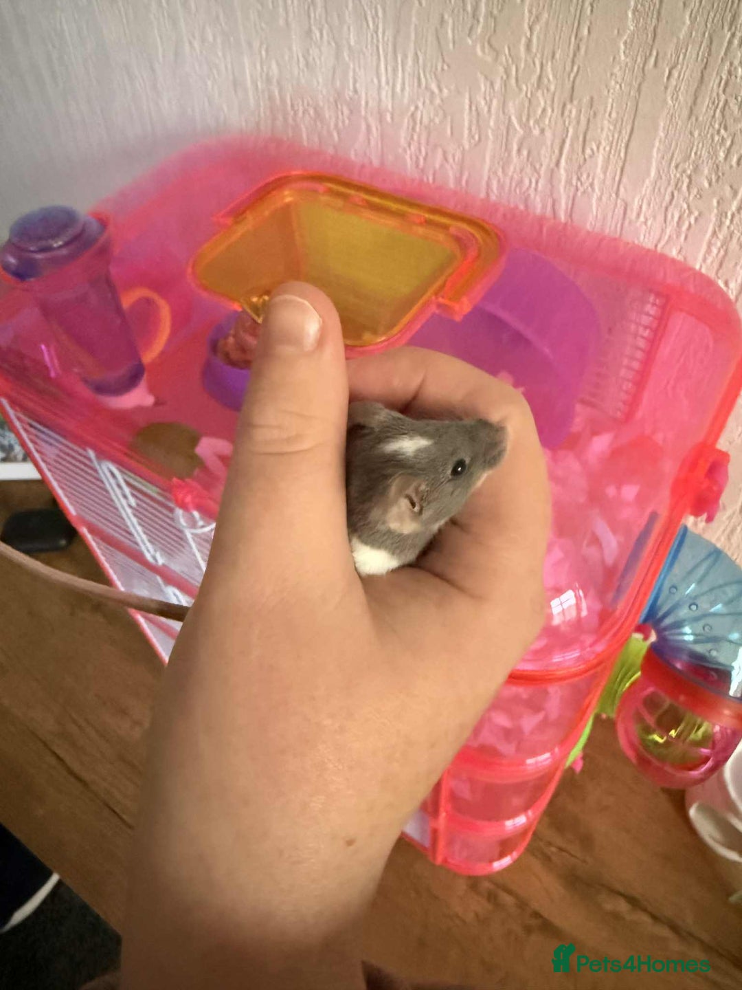 Mouse rodents for sale: White and grey mouse  - Advert 2