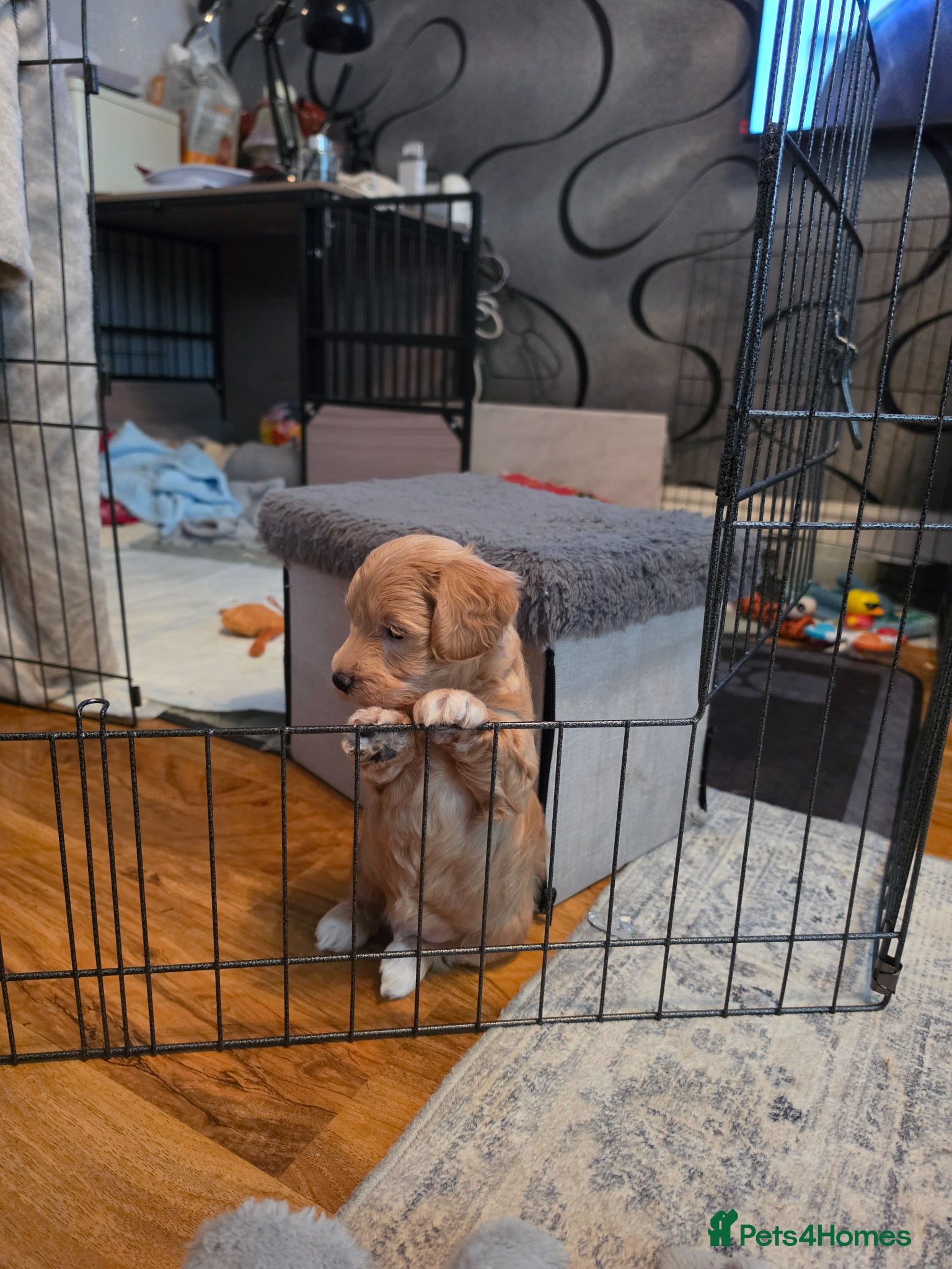 Maltipoo dogs Gorgeous f2 maltipoo puppies  - Advert 4