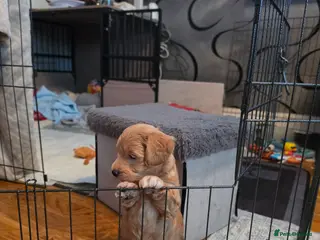 Maltipoo dogs Gorgeous f2 maltipoo puppies - Advert 4