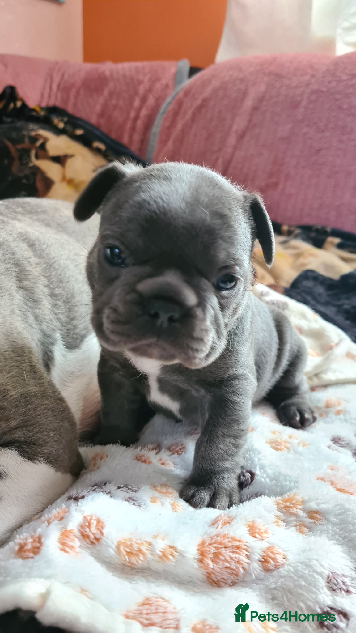 French Bulldog dogs for sale: French bulldogs - Advert 5