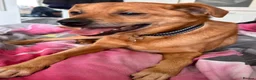 Mixed Breed dogs for adoption: Fry - Norwich Norfolk  - Advert 2