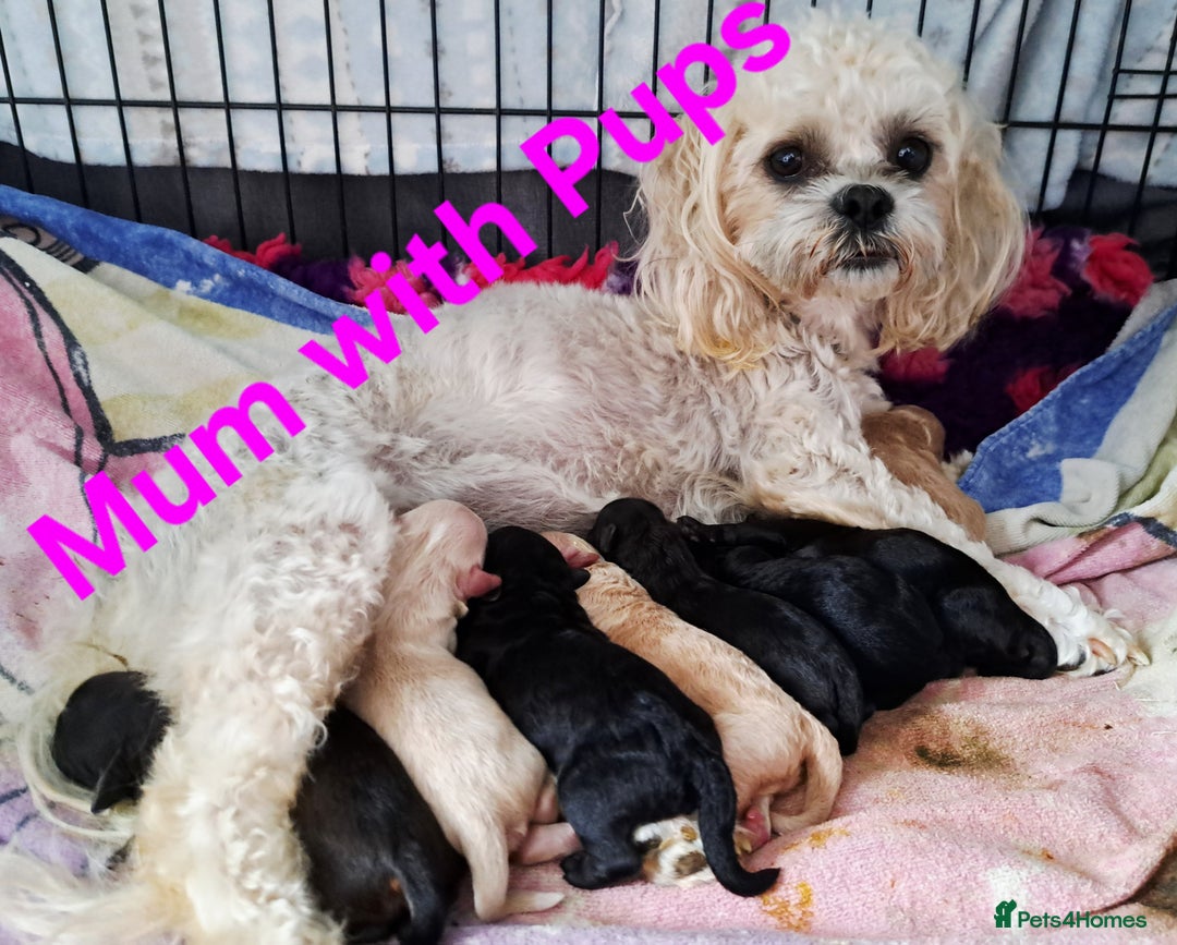 Shihpoo dogs for sale: Shihpoo Shih Tzu x Poodle (Shoodle) Puppies - Image 21