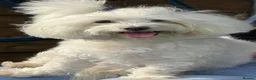 Maltese dogs for sale: KC registered Maltese boy  - Advert 7