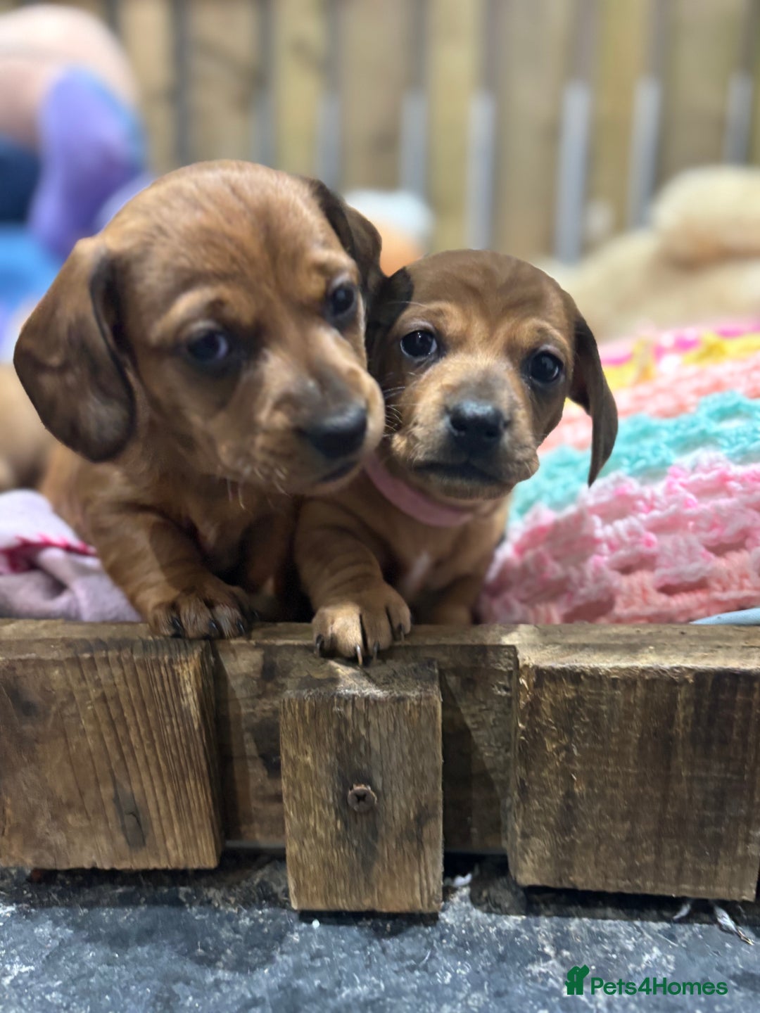 Miniature Dachshund dogs for sale: Miniature dachshund puppies  - Advert 7