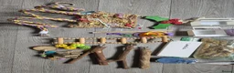 Conures birds for sale: Green-Cheek Conure With Cage and Accessory's - Advert 19