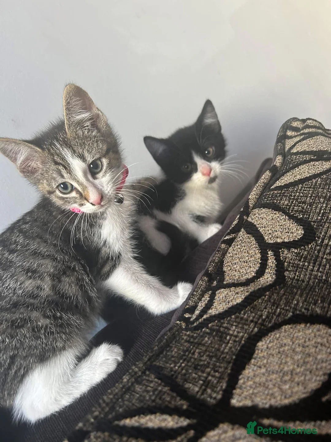 Mixed Breed cats for sale: 2 cats. Mini & Bluey  - Advert 4