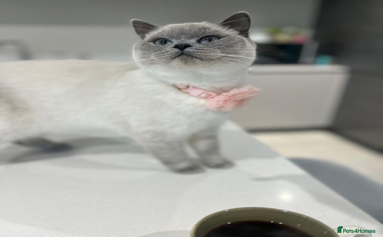 British Shorthair cats - Advert 3