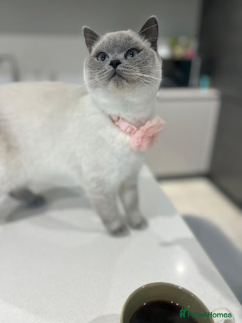 British Shorthair cats - Advert 4