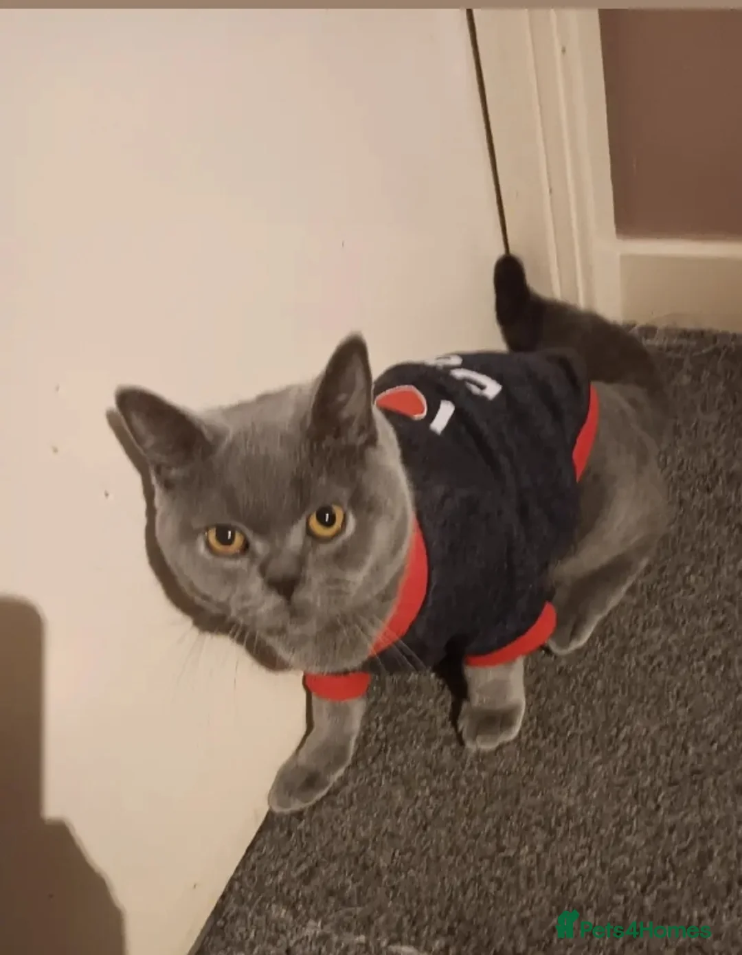 British Shorthair cats for sale: British shorthair in Hounslow - Advert 9