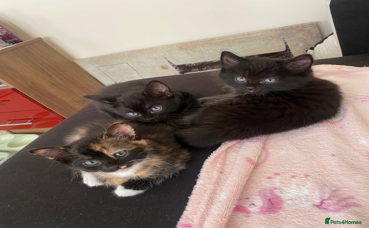Mixed Breed cats - Advert 7
