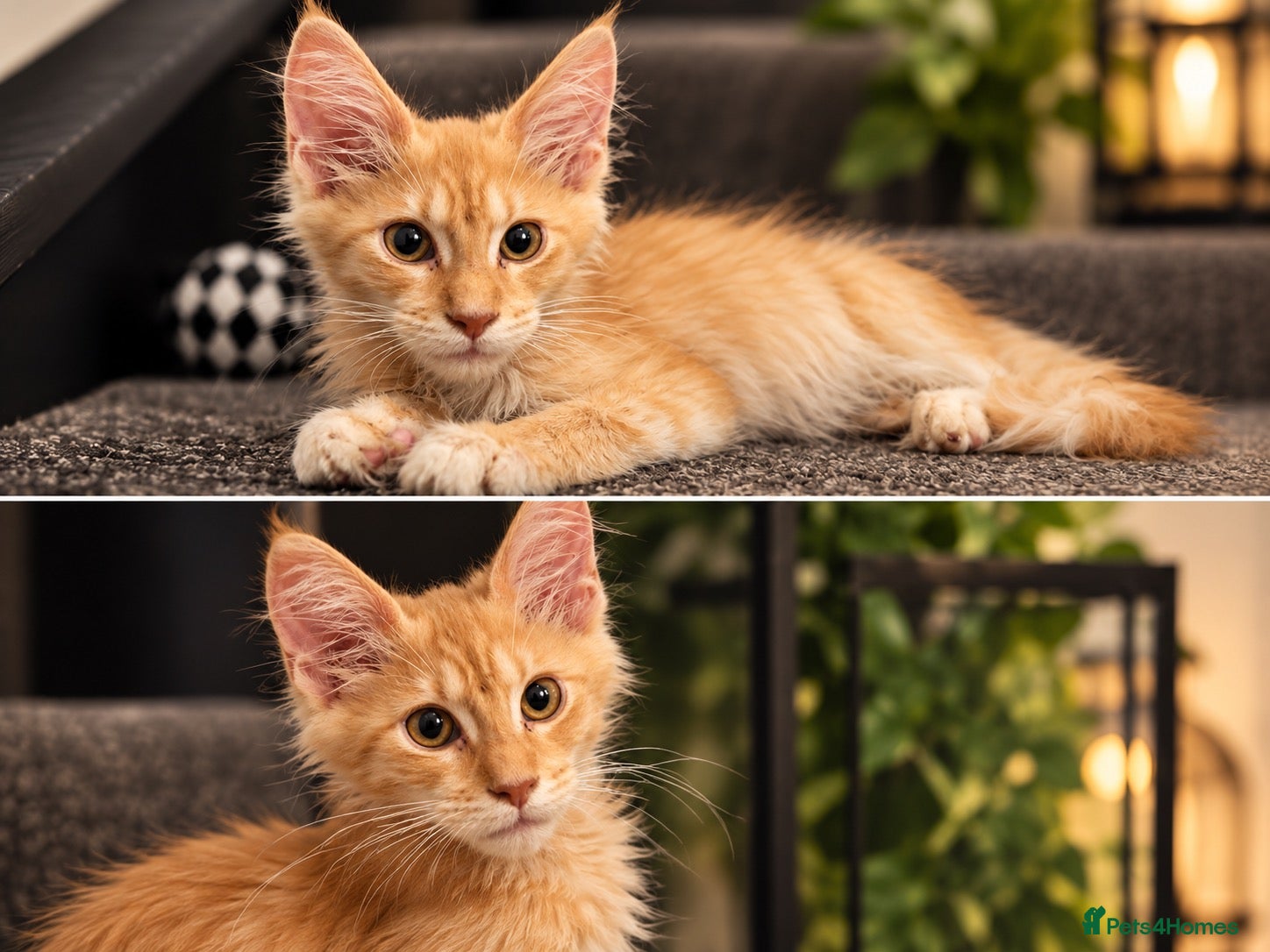 Maine Coon cats 🐾 Tica registered Maine coon kittens  - Advert 1