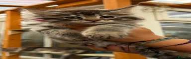 Maine Coon 4