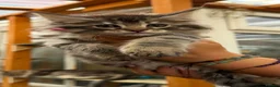 Maine Coon cats for sale: GCCF Fully Registered Maine Coon Kittens  - Advert 21