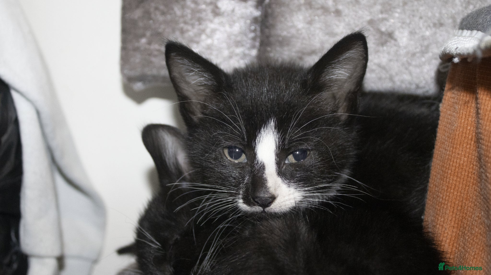 Mixed Breed cats for sale: 5 beautiful mixed breed kittens for sale. - Advert 11