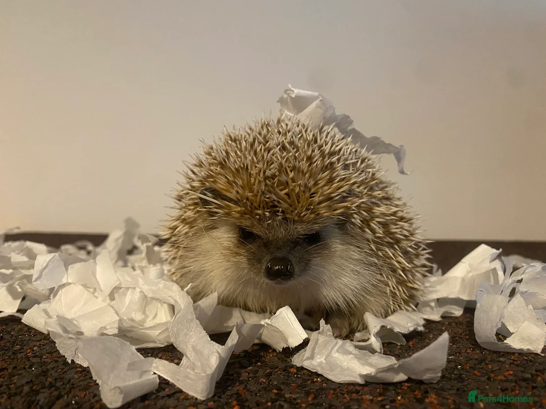Pygmy Hedgehog rodents for sale: Handsome male for sale.  - Advert 2
