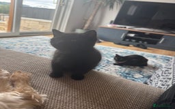 Mixed Breed cats for sale: Adorable Black / Brown Female Kitten, ready now. - Image 3