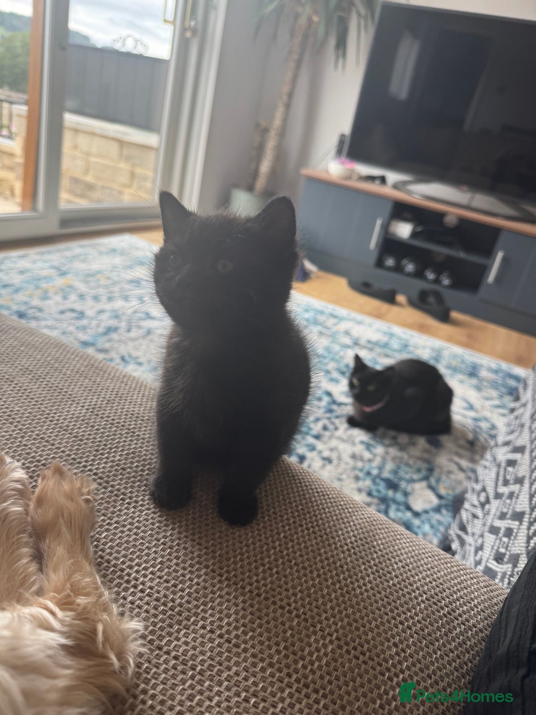 Mixed Breed cats for sale: Adorable Black / Brown Female Kitten, ready now. - Image 3