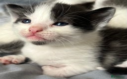 Mixed Breed cats for sale: ❤️*Blue/white & black/white friendly kittens*❤️ - Image 25