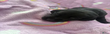 Labrador Retriever 6