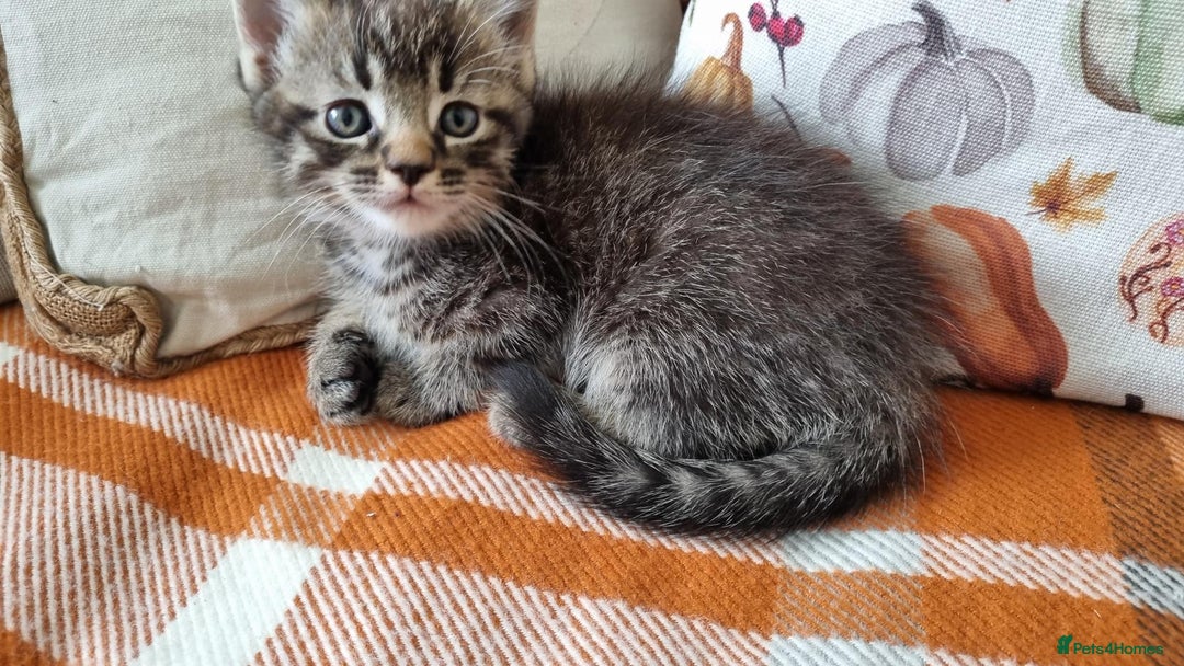 Mixed Breed cats for sale: Gorgeous Large Maine Coon Cross Kittens - Image 33