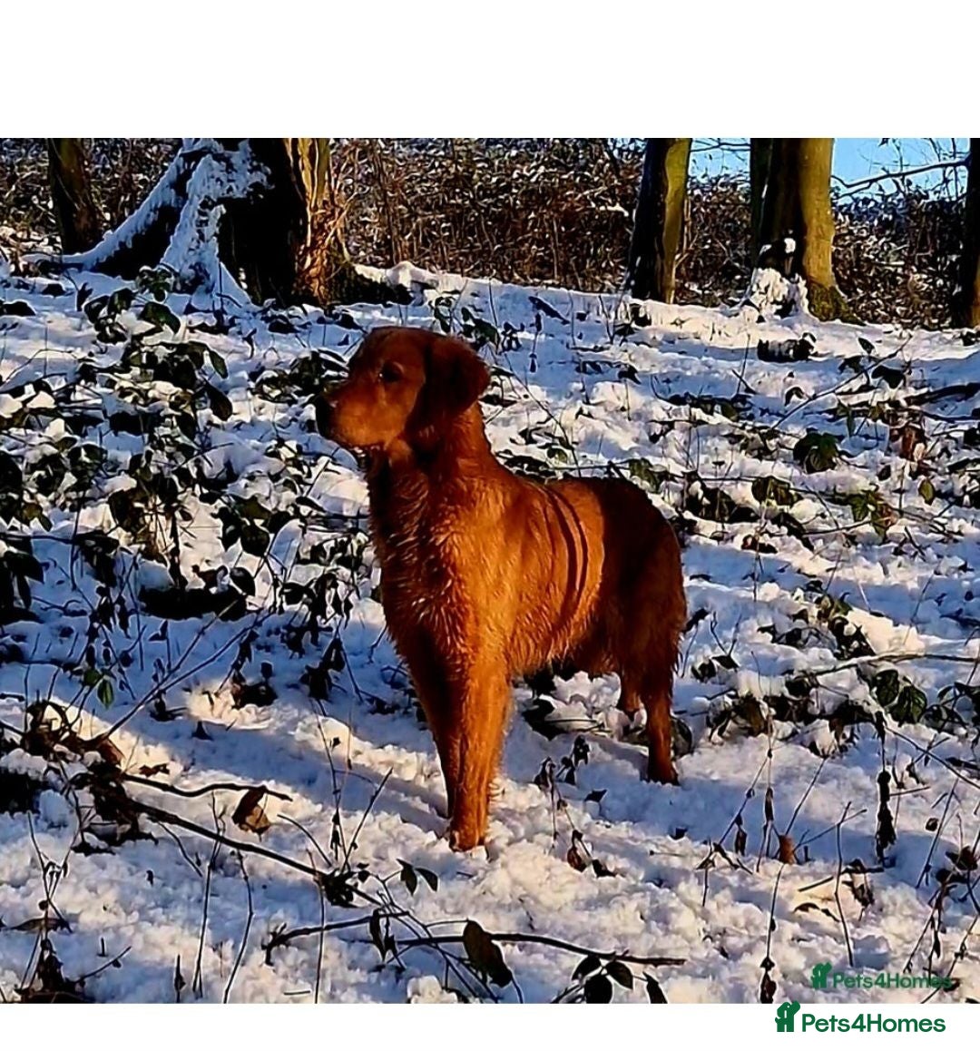 Golden Retriever dogs 🧡 Dark red working golden retriever pups 🧡 - Advert 2