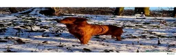 Golden Retriever dogs for sale: 🧡 Dark red working golden retriever pups 🧡 - Advert 2