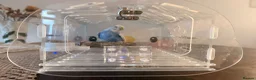 Budgerigars birds for sale: violet female budgie with free outdoor cage - Advert 4